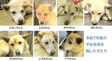 令和7年度の不妊手術を施した犬たち