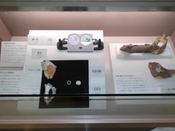 貝製品や動物の骨を展示