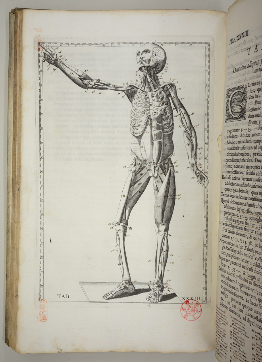 バルトロマエウス・エウスタキウス（著）「解剖図譜」1722年　解剖図の1枚の画像