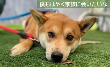 僕も早く家族に会いたいな