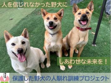 保護した野犬の人馴れ訓練プロジェクト