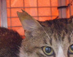 耳の一部をカットされた地域猫の写真