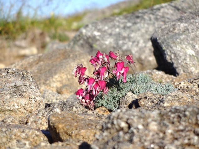 こまくさの花／木曾駒ケ岳にて（2015年）の写真