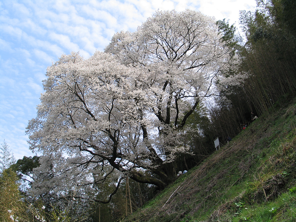 奥迫川の桜の写真