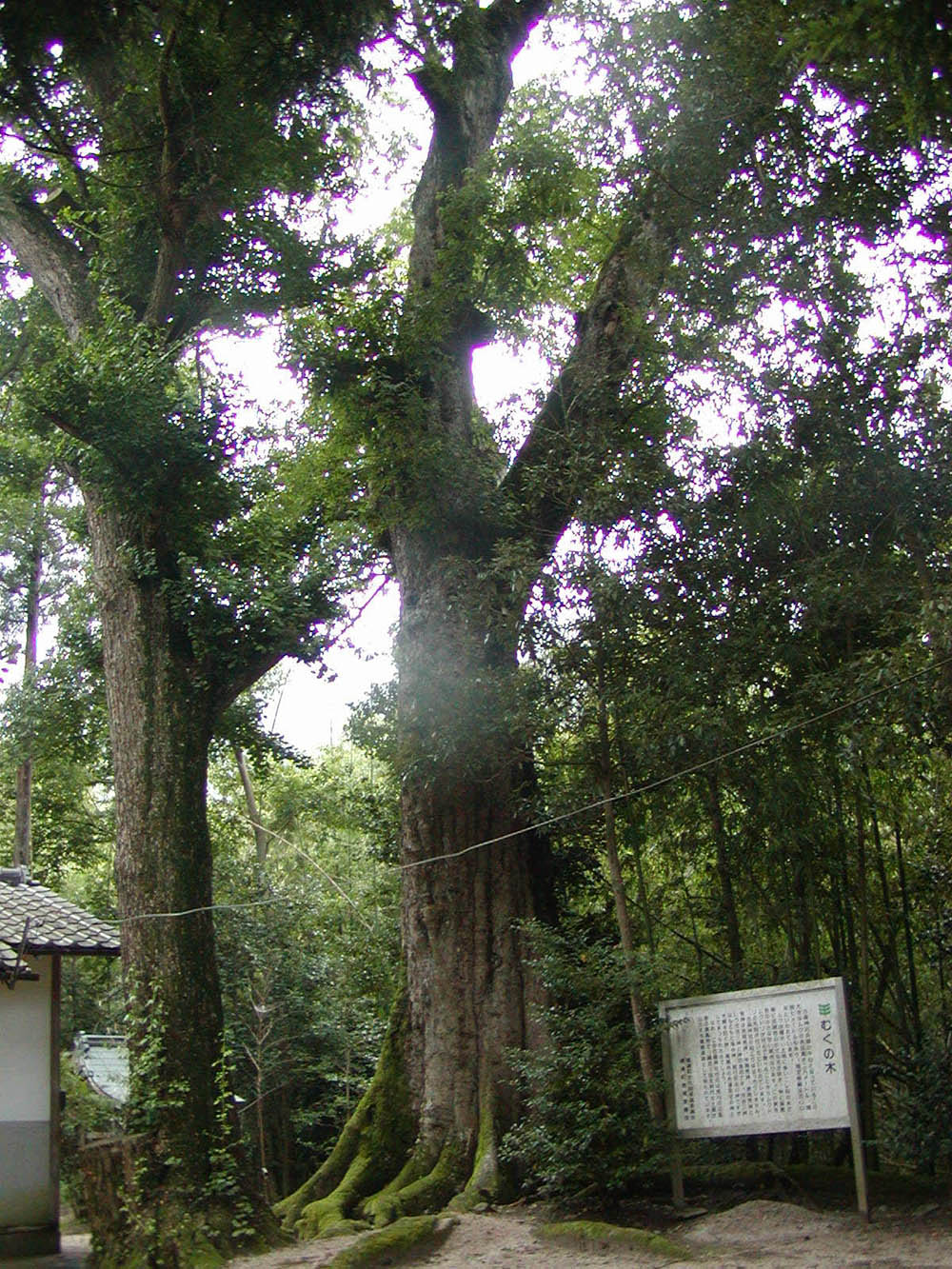 古森神社のムクノキの写真