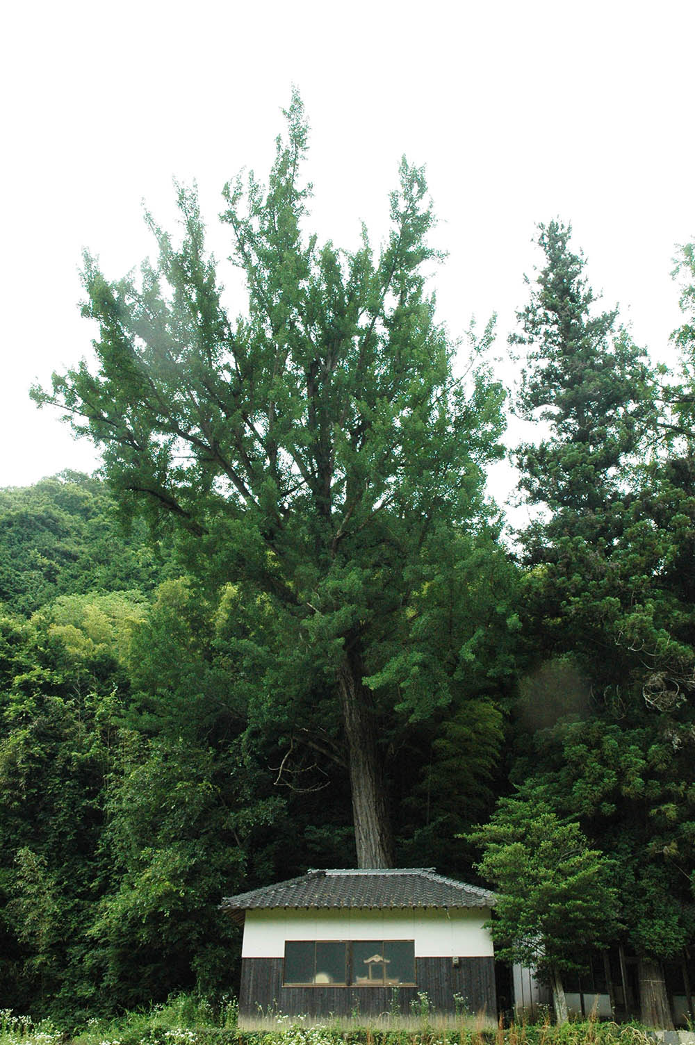 土師方の公孫樹の写真