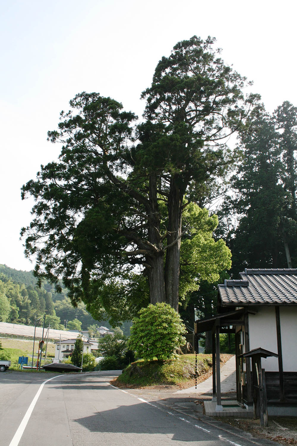 多自枯鴨神社の大杉の写真