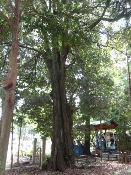 吉備津彦神社のアラカシの写真