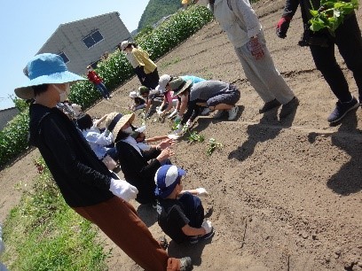 さつまいもの苗植えの様子