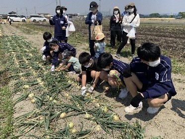 玉ねぎ収穫体験の様子