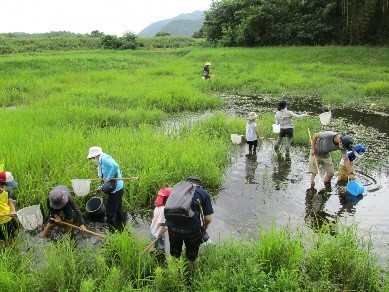 アユモドキ稚魚観察体験の様子