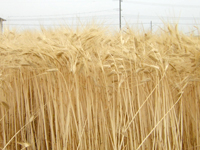 麦の写真