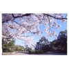 桜と岡山城へ