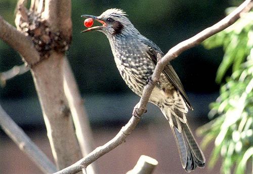 犬島の野鳥たち 秋の鳥 ヒヨドリ