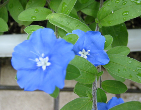 岡山の草花歳時記 エボルブルス アメリカンブルー