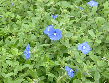 岡山の草花歳時記 エボルブルス アメリカンブルー