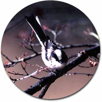 GiK(GiK)