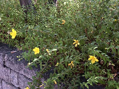 ヒペリカム Hypericum オトギリソウ科ヒペリカム属