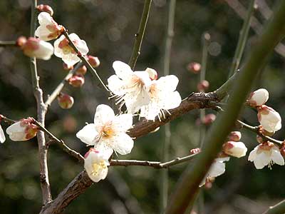 ウメ Prunus Mume バラ科プルヌス サクラ 属