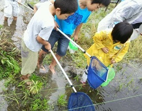 子どもたちがダルマガエルをつかまえている写真