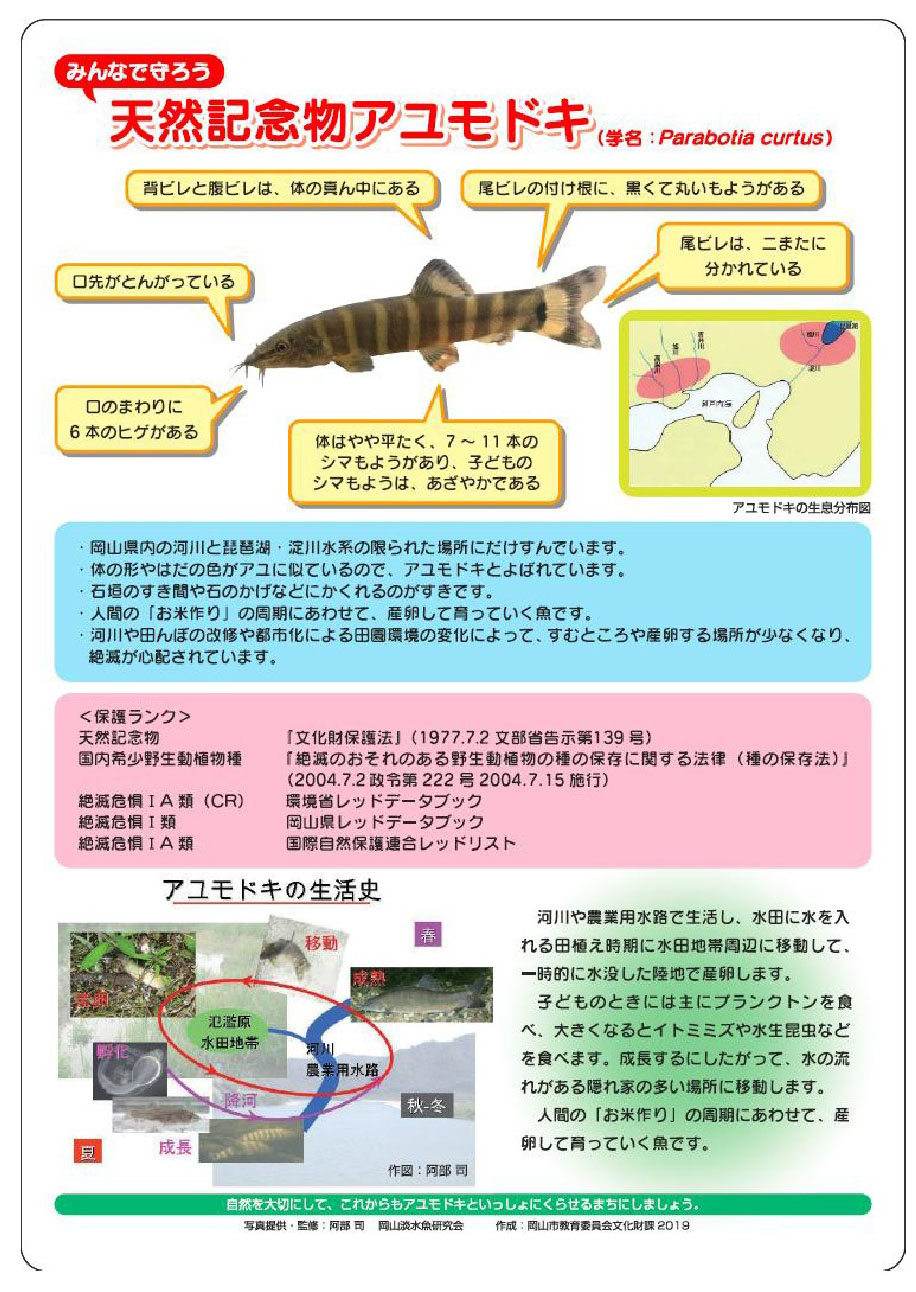 天然記念物アユモドキ 岡山市 天然記念物アユモドキ 岡山市