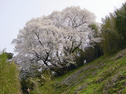 大山桜