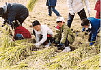 児童の稲刈りをする写真