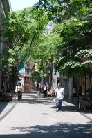 緑の多い商店街の写真