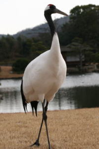 タンチョウの写真